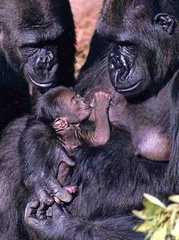Baby Gorilla
